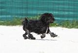 PETIT CHIEN LION 176